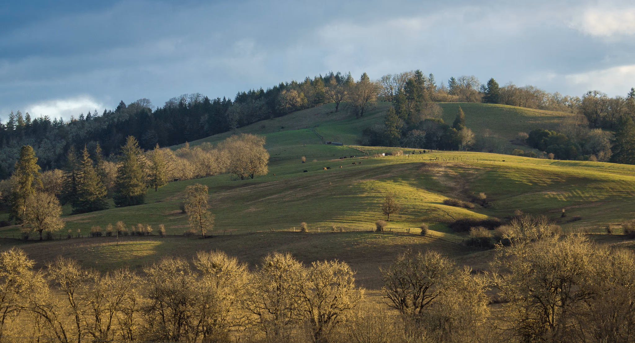 Golden winter hillside with bare deciduous trees and forested ridge — Douglas County, Southern Oregon