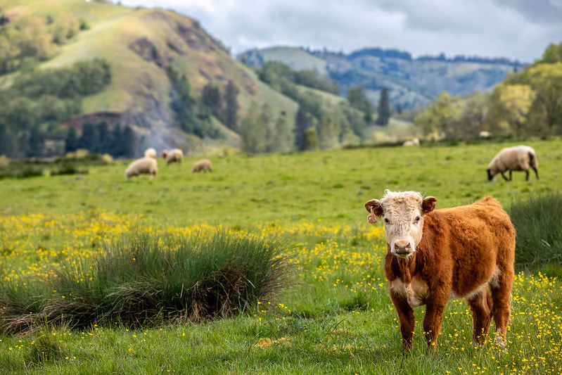 Southern Oregon pastoral farmland with cattle — rural Douglas County acreage and agricultural land